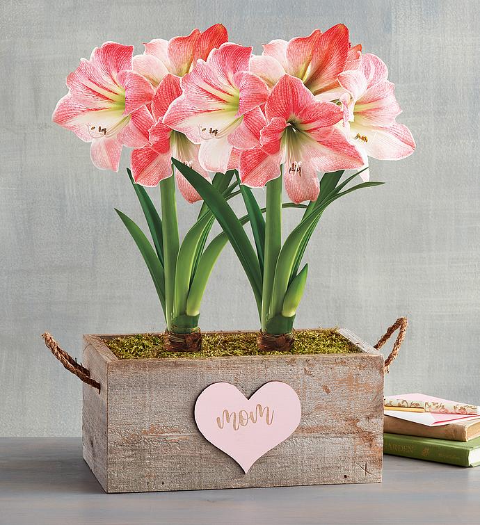 Mother&#39;s Day Apple Blossom Amaryllis Gift